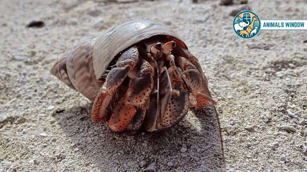 Hermit Crab Animal with Shell