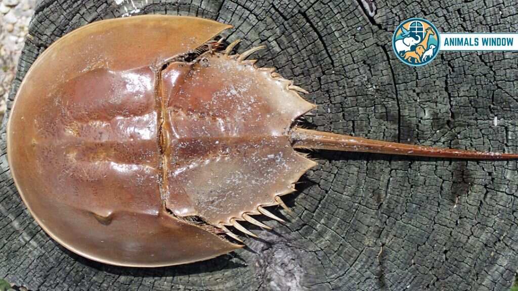 Horseshoe Crab Animal with Shell