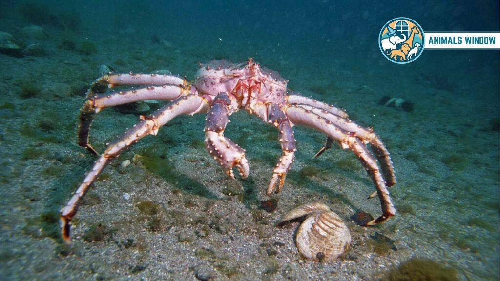 King Crab Animals with Shells