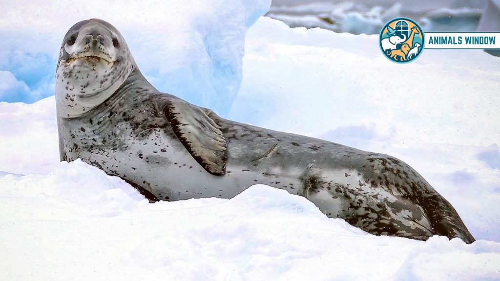 Leopard Seal Animal with Flippers