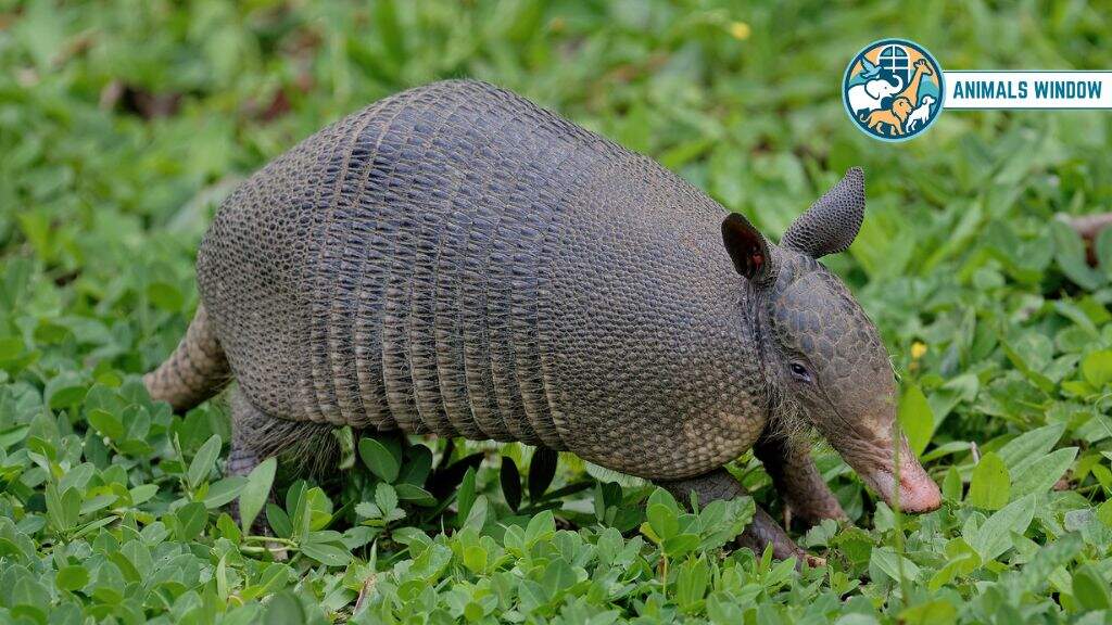 Nine-Banded Armadillo Animal with Shell