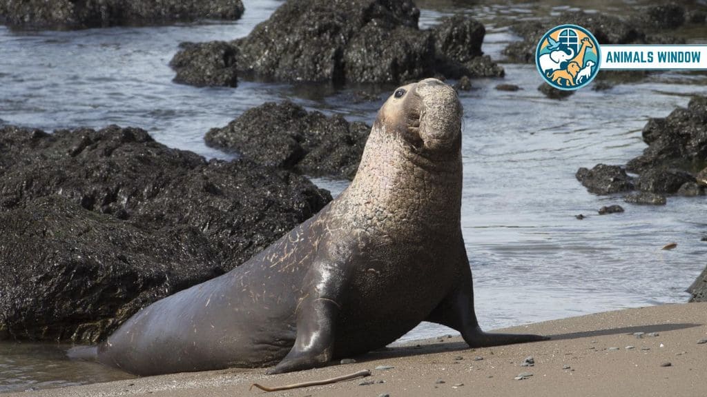 Northern Elephant Seal Animal with Flippers