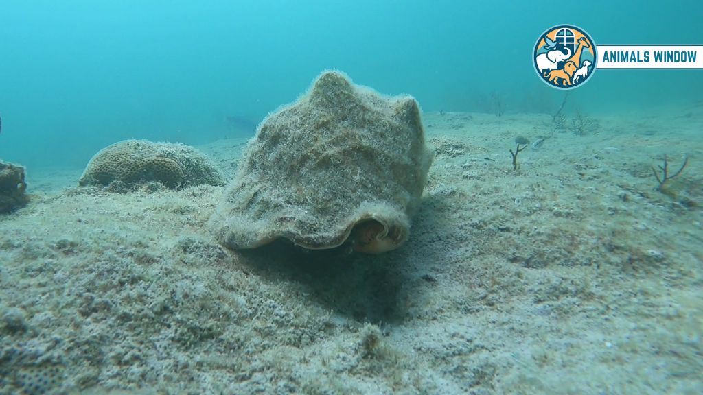 Queen Conch Animals with Shells
