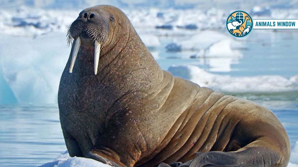 Walrus Animals with Whiskers