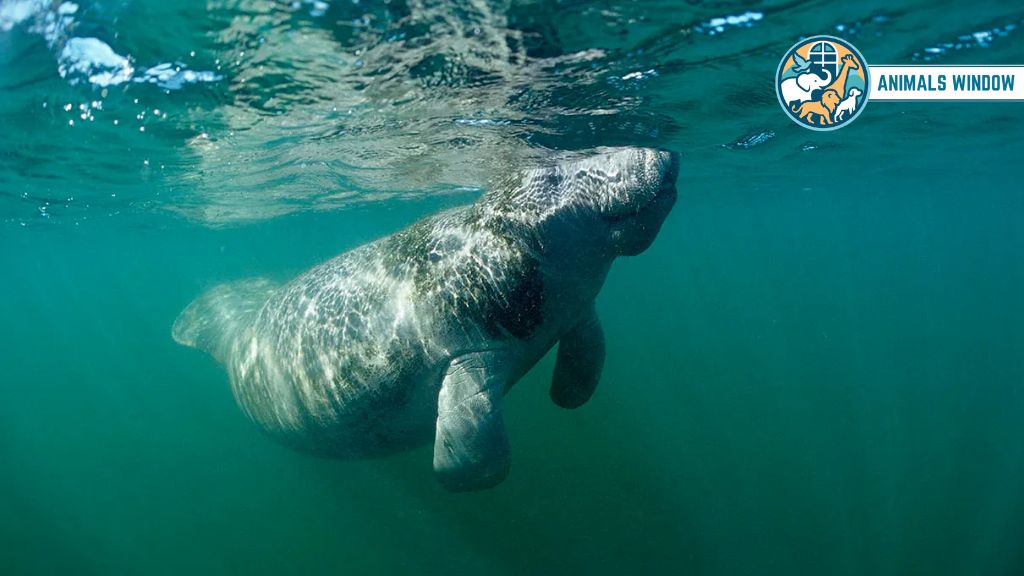 West Indian Manatee Animal with Flippers