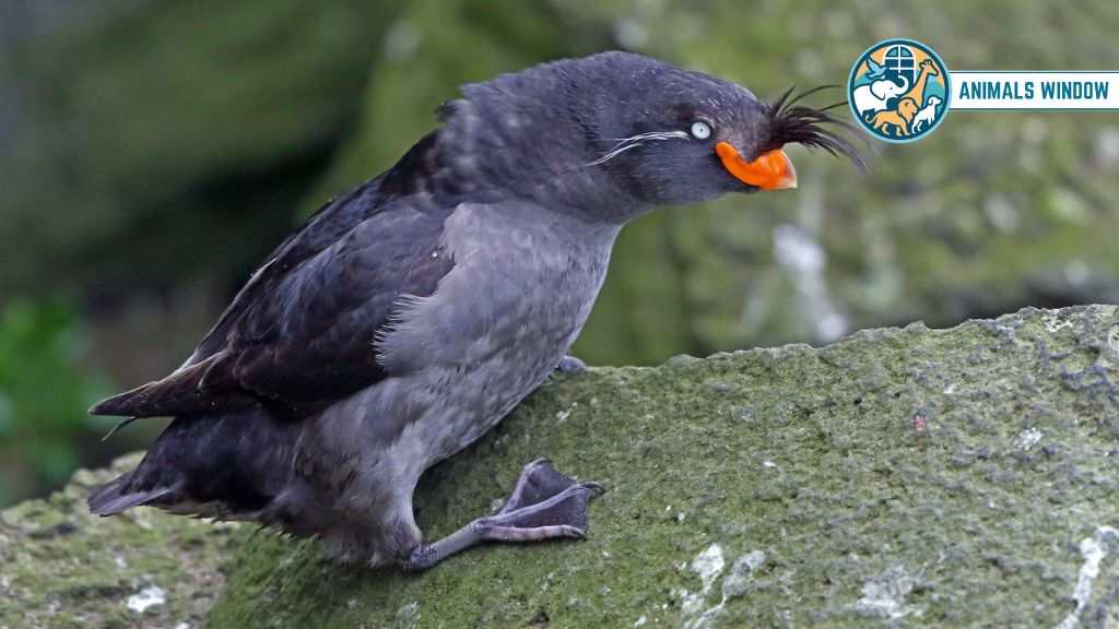 Whiskered Auklet Animal with Whisker