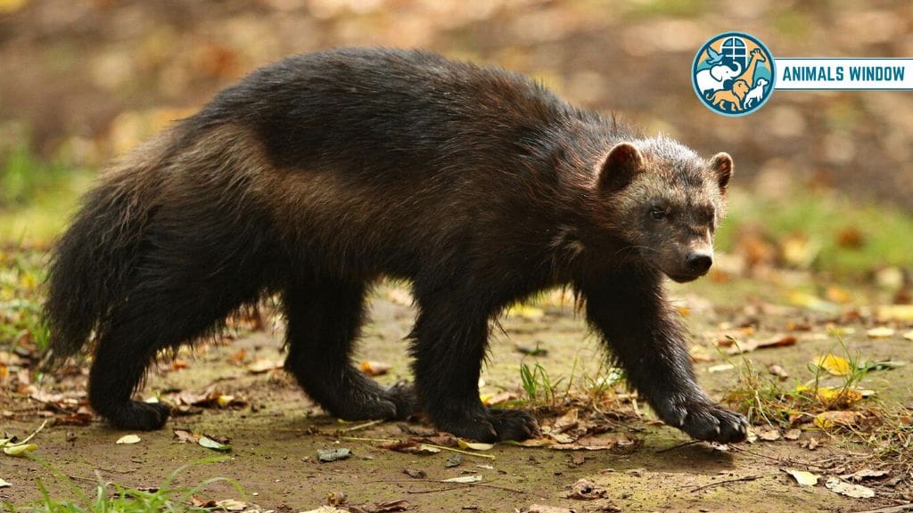 Wolverine Animals with Claw