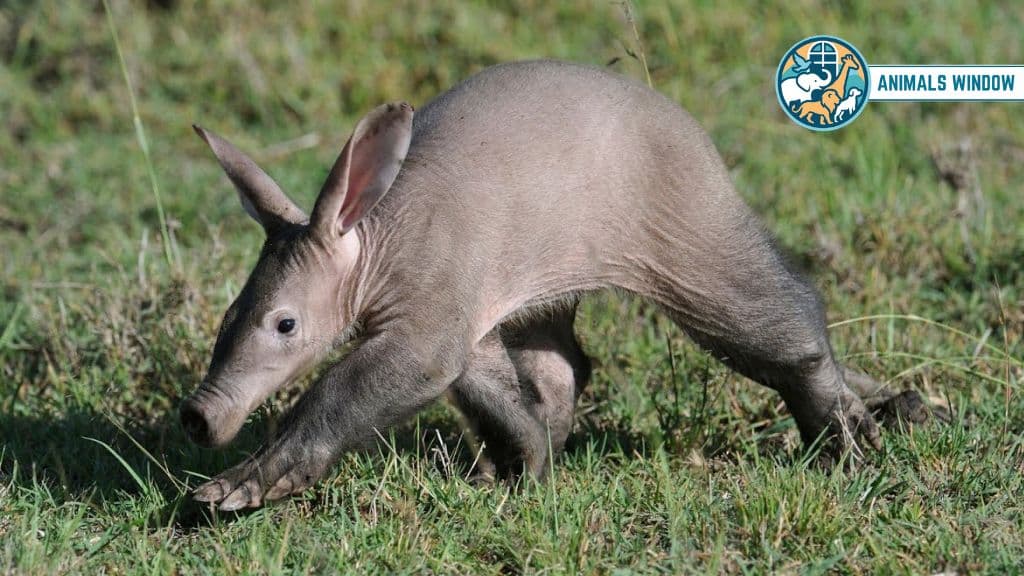 Aardvark Remarkable Animals That Live in Burrows