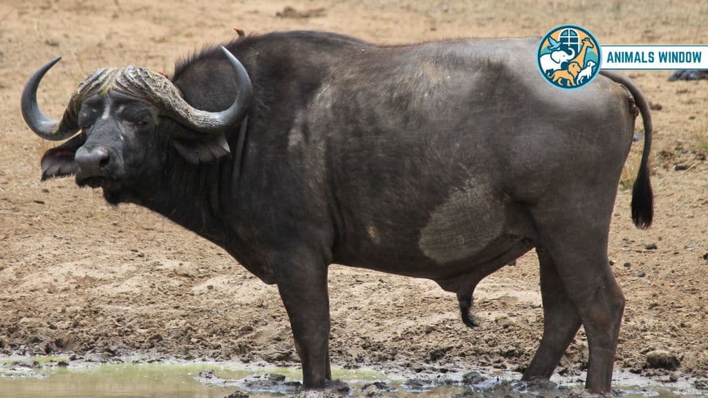 African Cape Buffaloes Brutal Animals That Eat Lions