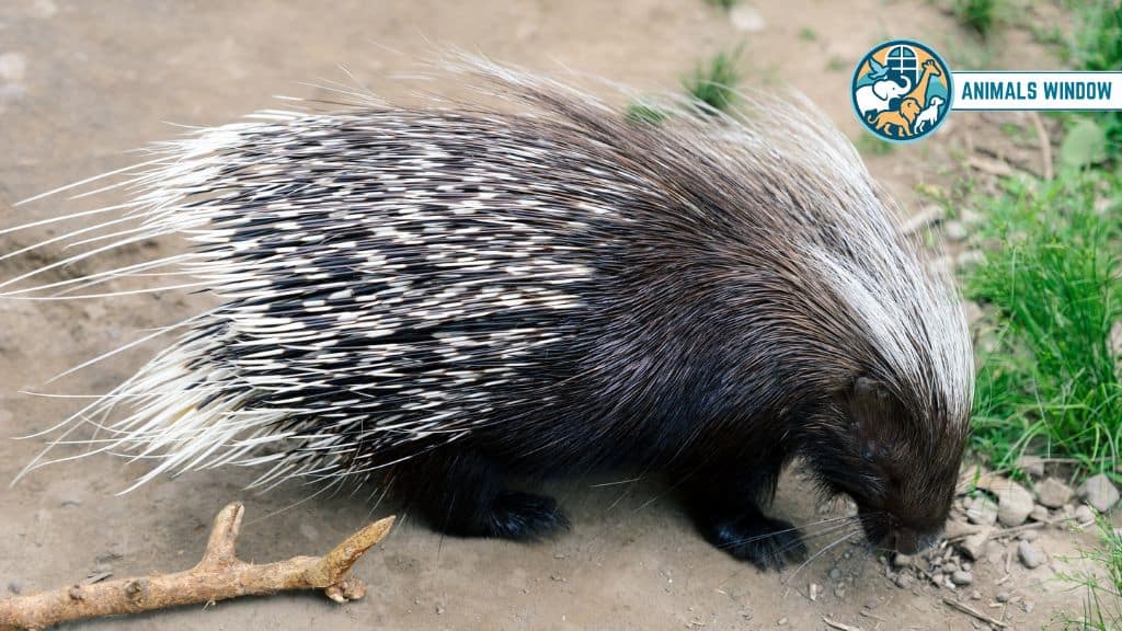 African Crested Porcupines Brutal Animals That Eat Lions