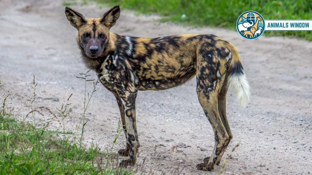 African Wild Dogs Brutal Animals That Eat Lions