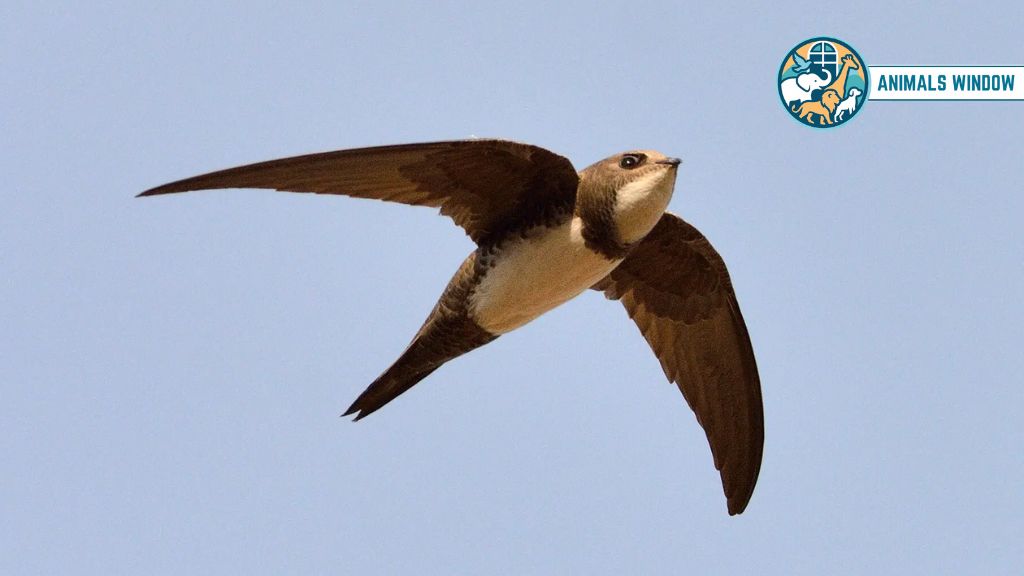 Alpine Swift Animal That Don’t Sleep