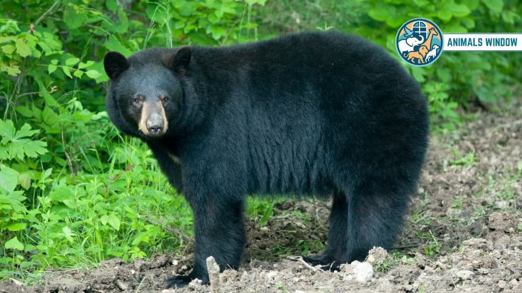 American Black Bear Animal That Eat Humans