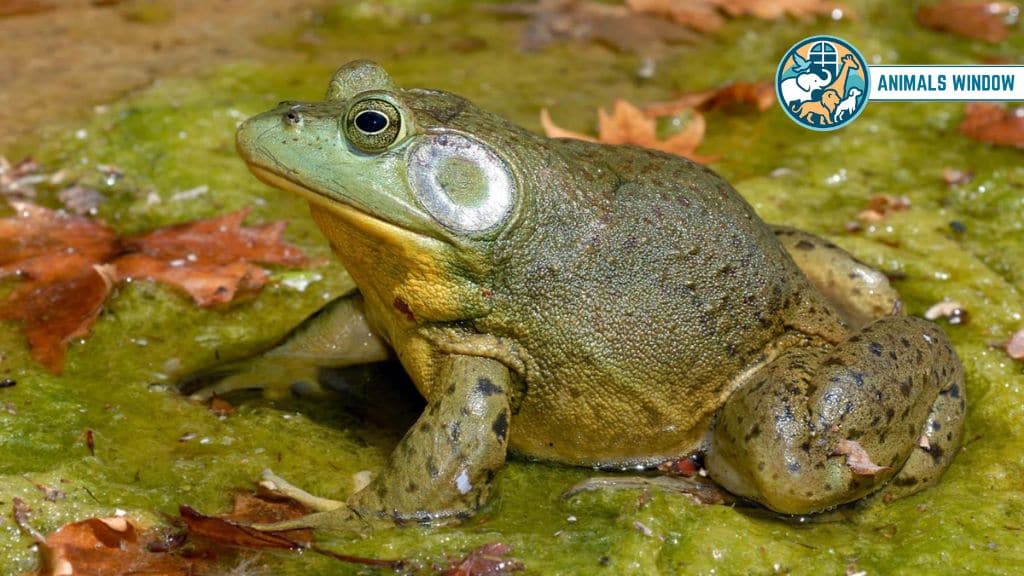 American Bullfrog Animals That Don’t Sleep