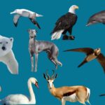 Animal Behavior: Why Animals Do What They Do