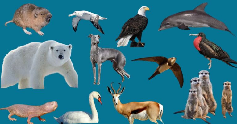 Animal Behavior: Why Animals Do What They Do