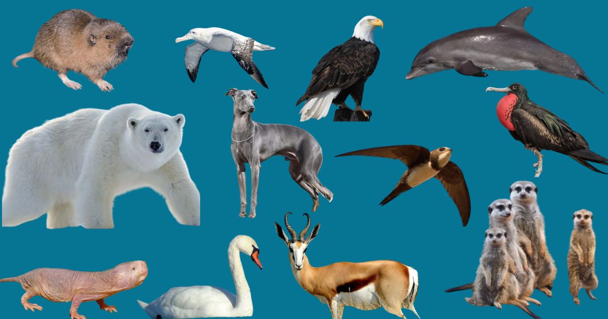 Animal Behavior: Why Animals Do What They Do