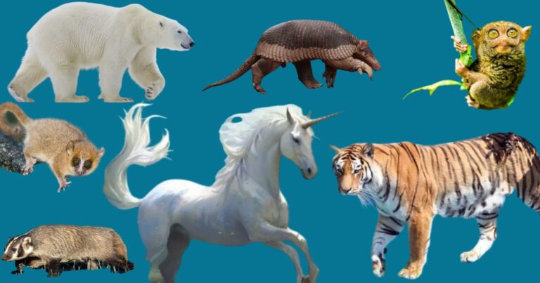Animal Body Parts: What Makes Each Species Built Differently