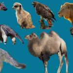 Animal Diet: What Animals Eat and Why It Shapes Everything