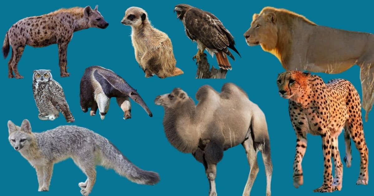 Animal Diet: What Animals Eat and Why It Shapes Everything