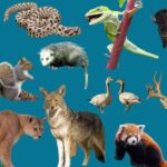 Animal Habitats: Where Animals Live and How Environment Shapes Them