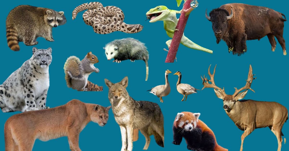 Animal Habitats: Where Animals Live and How Environment Shapes Them
