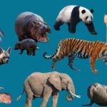 Animal Traits: How Appearance, Strength, and Personality Shape Survival