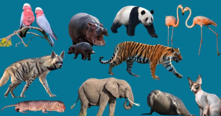 Animal Traits: How Appearance, Strength, and Personality Shape Survival