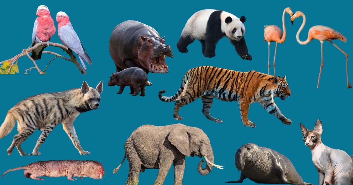 Animal Traits: How Appearance, Strength, and Personality Shape Survival