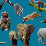 Animal Types: How Animals Are Classified and What Sets Each Group Apart