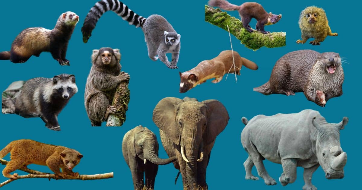 Animal Types: How Animals Are Classified and What Sets Each Group Apart
