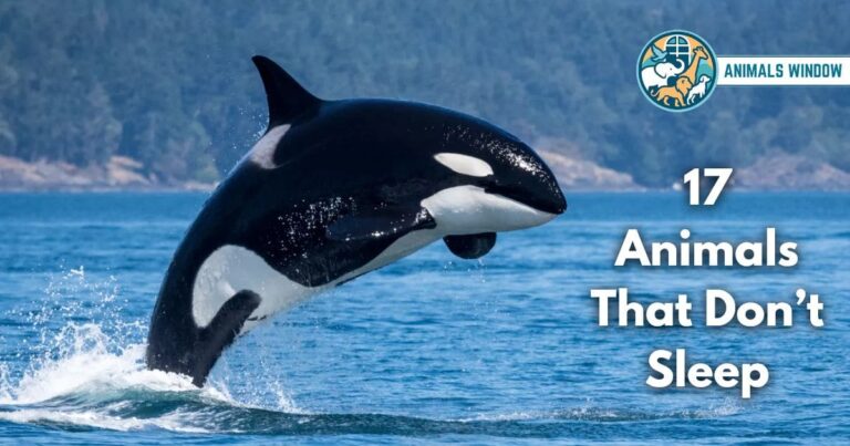 17 Animals That Don't Sleep (With Pictures and Unique Facts)