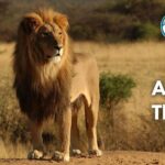 22 Animals That Eat A Lot (With Pictures and Unique Facts)