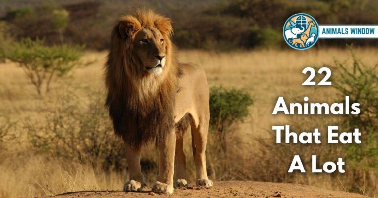 22 Animals That Eat A Lot (With Pictures and Unique Facts)
