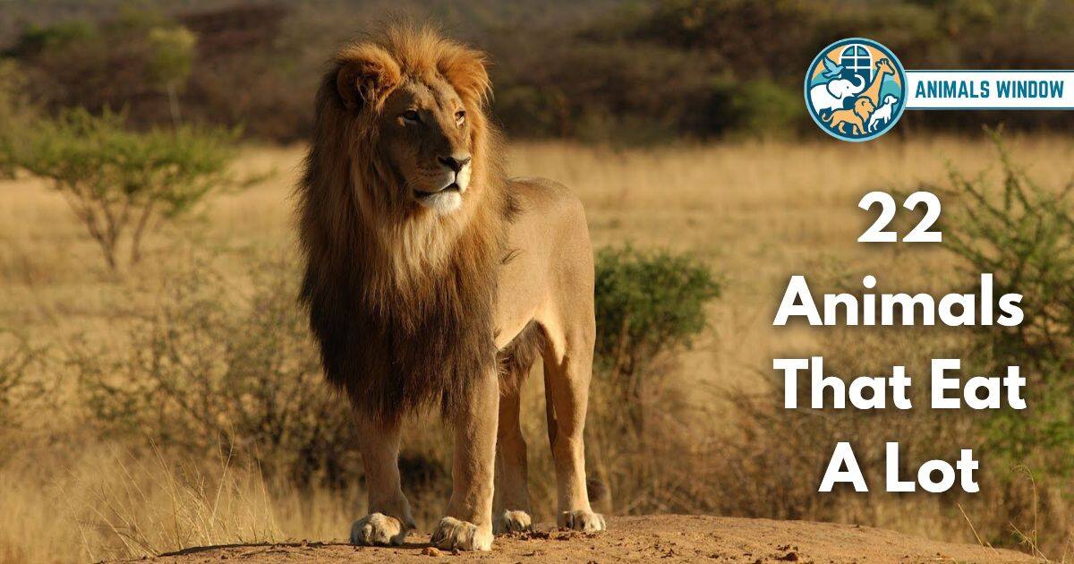 22 Animals That Eat A Lot (With Pictures and Unique Facts)