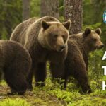 17 Animals That Eat Humans (With Pictures and Unique Facts)