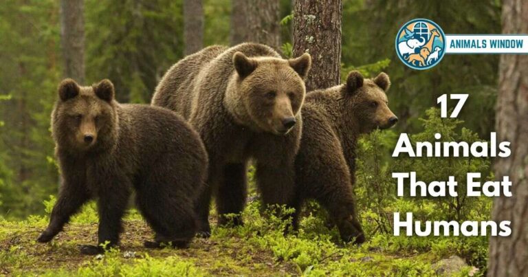 17 Animals That Eat Humans (With Pictures and Unique Facts)