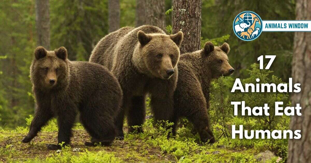 17 Animals That Eat Humans (With Pictures and Unique Facts)