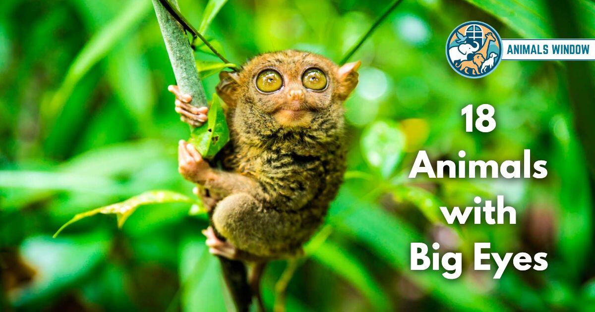 18 Animals with Big Eyes (With Pictures and Unique Facts)