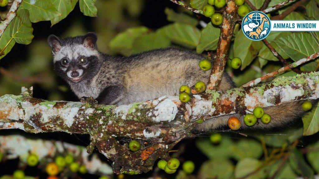 Asian Palm Civet Incredible Animals Like Mongoose