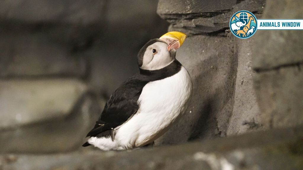 Atlantic Puffin Remarkable Animal That Live in BurrowsAtlantic Puffin Remarkable Animal That Live in Burrows