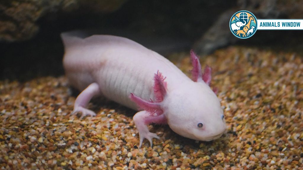 Axolotl Real Pink Animals