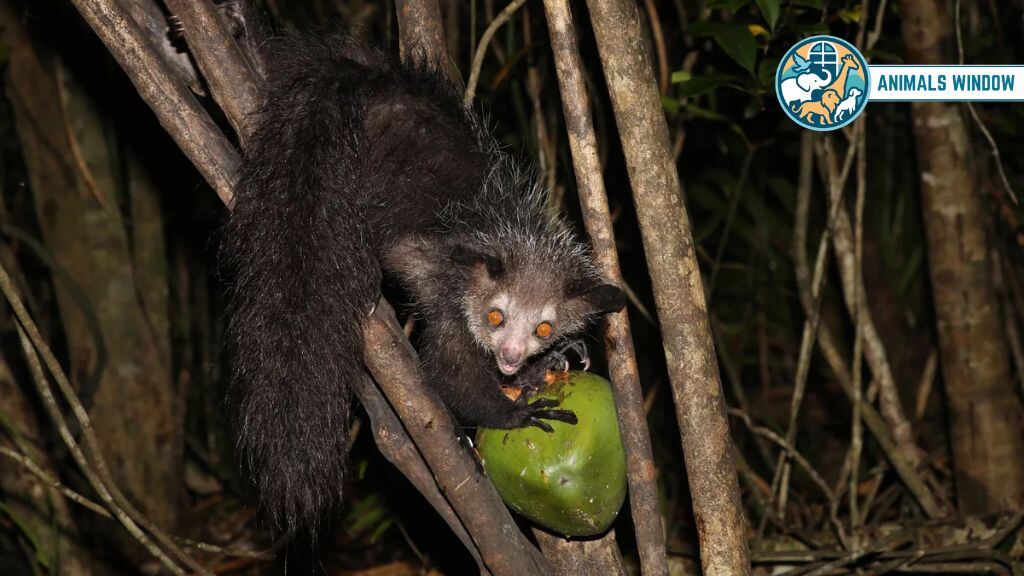 Aye-aye Animals with Big Eyes
