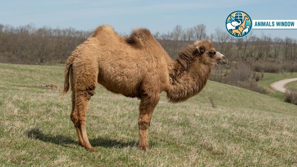 Bactrian Camel Strongest and Toughest Animals on Earth
