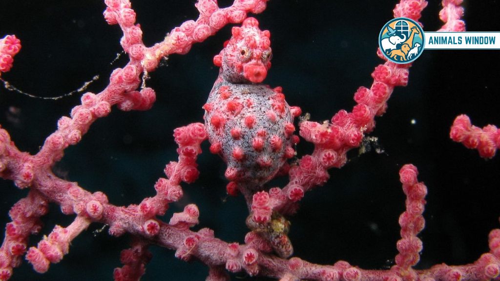 Bargibant’s Pygmy Seahorse Real Pink Animals