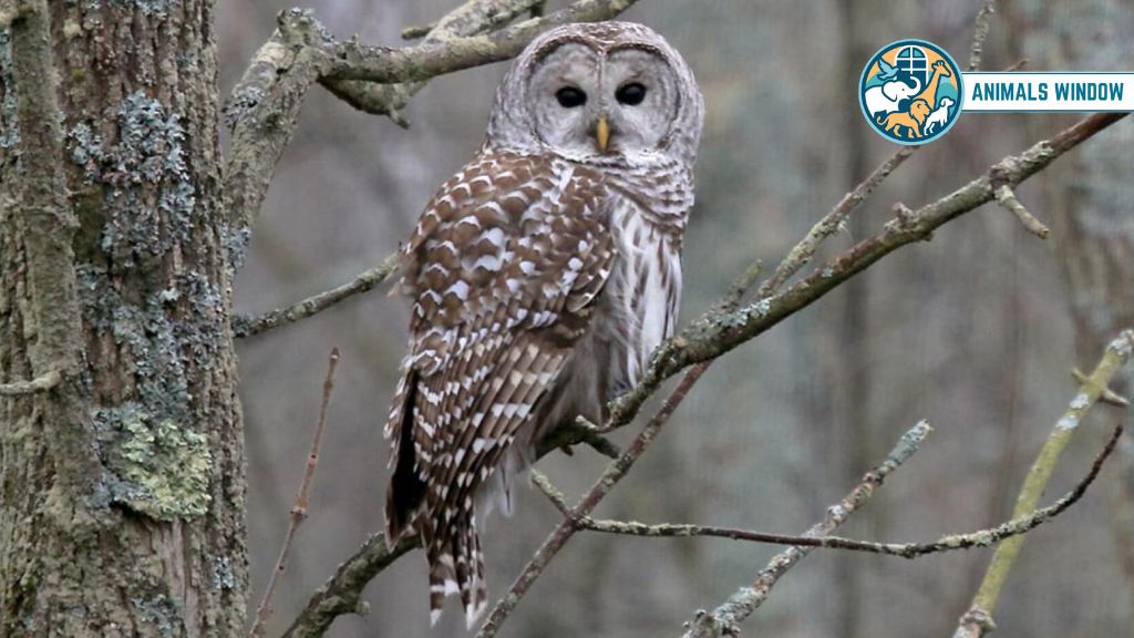 Barred Owl Animals with Big Eyes