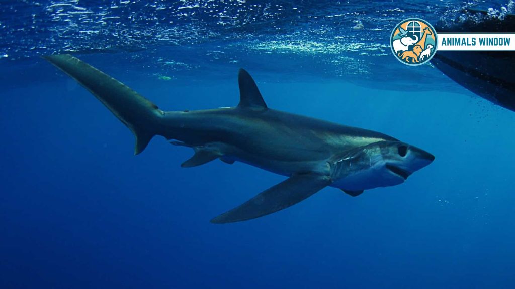 Bigeye Thresher Shark Animal with Big Eyes