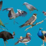 Birds: Flight, Feathers, and the Most Diverse Vertebrate Class