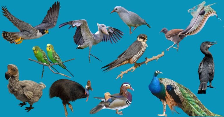Birds: Flight, Feathers, and the Most Diverse Vertebrate Class