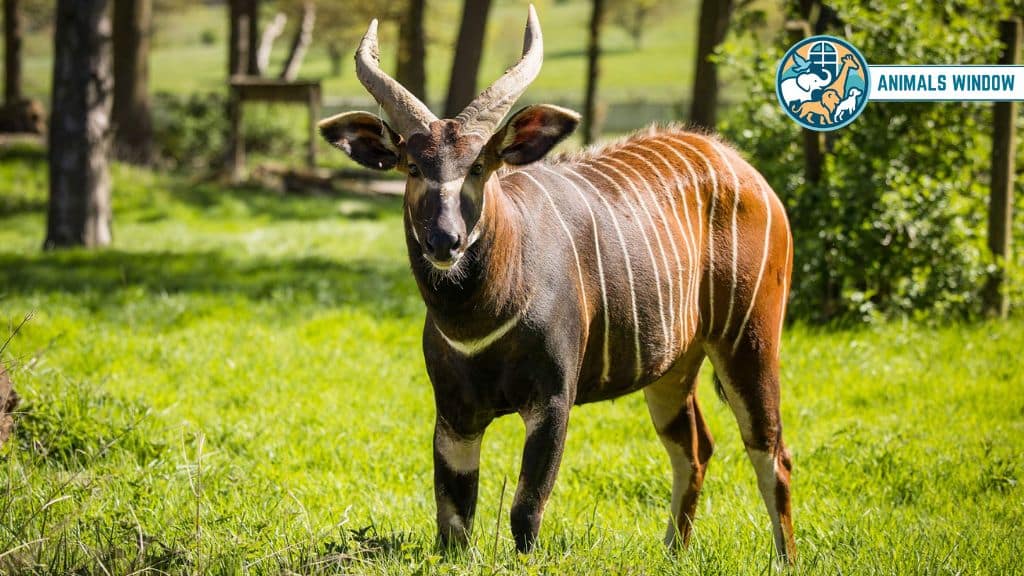 Bongo Stunning Striped Animal in the World